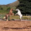 tracysam - @little_red_riding_cob - TikTok