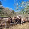 tracyschellhammer - @tracyschellhammer - TikTok