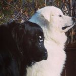 Tracy Scherer - @tscherer123 - Instagram