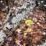 Tracy Schnell-Persson - @tracy.persson - Instagram