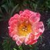 Tracy Schulte - Facebook