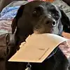 Tri_dogs - @tracyschultz110 - TikTok