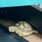 Tracy Sheffield - @tank_the_tortoise2021 - Instagram