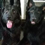 Tracy Sheldon - @sheldon3159 - Instagram