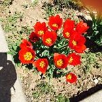 Tracy Shuler-Dieball - @tracyshulerdieball - Instagram