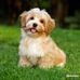 Tracy Singletary - Facebook