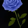 Tracy singleton - @tracy.singleton3 - TikTok