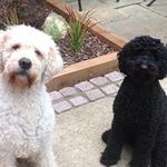 Pepsie N Bertie Slade - @tracyslade.beechwood - Instagram