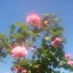 Jeanette Tracy Spiers - @jeanettetracyspiers - Instagram