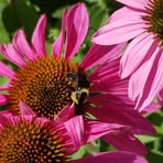 Tracy Spoor - Facebook