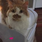 Tracy Sprague - @tas48266 - Instagram