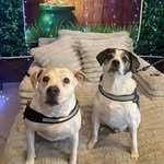Tracy Williams Sprankle - @fixurpets - Instagram