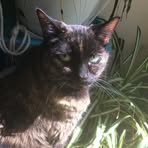 Tracy Gaye Springman - Facebook
