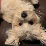 Tracy Sproul - @theodores.bear - Instagram