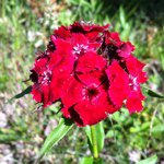 Tracy St.John Johnson - @tracystjohnjohnson66 - Instagram