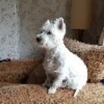 Tracy Swain - @swain2997 - Instagram