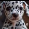 tracy trout - @tracy.trout1 - TikTok