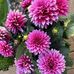 Tracy Tuttosi - Facebook