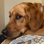 Tracy Urban - @glenmacgoldens - Instagram
