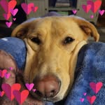 Traci VanDyke-Heilman - @tracivandykeheilman - Instagram
