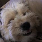 Tracie VanMeter Godby - @godbyt - Instagram