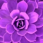 Tracy @ Violet Ray Holistics - @tracyatvioletrayholistics - Instagram