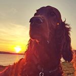 tracy watkins - @tracywatkinssetter - Instagram
