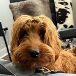Tracy Weiner - @tbdubs312 - Instagram