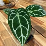 Tracy Weng - @bee.0916 - Instagram