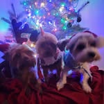 Tracy Westfall Sloan - @tracysloan12950 - Instagram