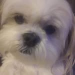 Tracy Whitehurst Schuller - @schullertracy - Instagram