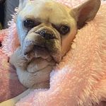 Tracy Wickham Gray - @scartracy - Instagram