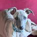 Tracy Wilde - Facebook
