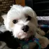 tracey wirth - @myrufus1 - TikTok