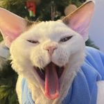Tracy - @tracy_yum - Instagram