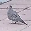 Tram Luong - @tram.luong48 - TikTok