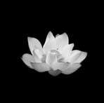 Tran Vien - Facebook