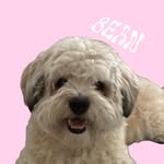 Travis Bean - @doggobean_ - Instagram
