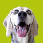 Travis Bean - @thevintagebeagle - Instagram