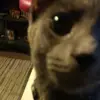 travisbeaston2 - @travisbeaston2 - TikTok