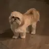 Travis_Bee - @travisthao652 - TikTok