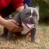 TBlack365BullyKingz - @travisblack350 - TikTok