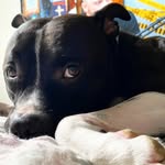 Travis Black Nose 🐶 - @travispitbull - Instagram