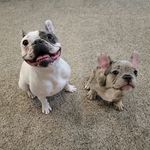 Winter and Travis Bowden - @winter_n_travis_the_frenchies - Instagram