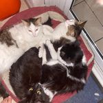 Travis,Casper,Maisi,Amy,Maxi - @cats_accaound - Instagram