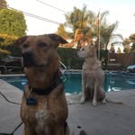 Travis & Cassidy lapham - @bailey_and_nolla_ - Instagram