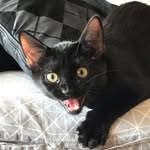 Travis Cat & Millie - @traviscat.official - Instagram
