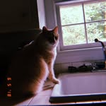 Travis the Cat - @traviscatofficial - Instagram