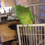 Travis Jones - @travis_cool_parrot - Instagram