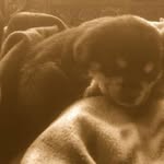 Travis Cortez - @k9_titus_idaho - Instagram